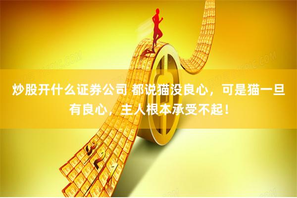 炒股开什么证券公司 都说猫没良心，可是猫一旦有良心，主人根本承受不起！